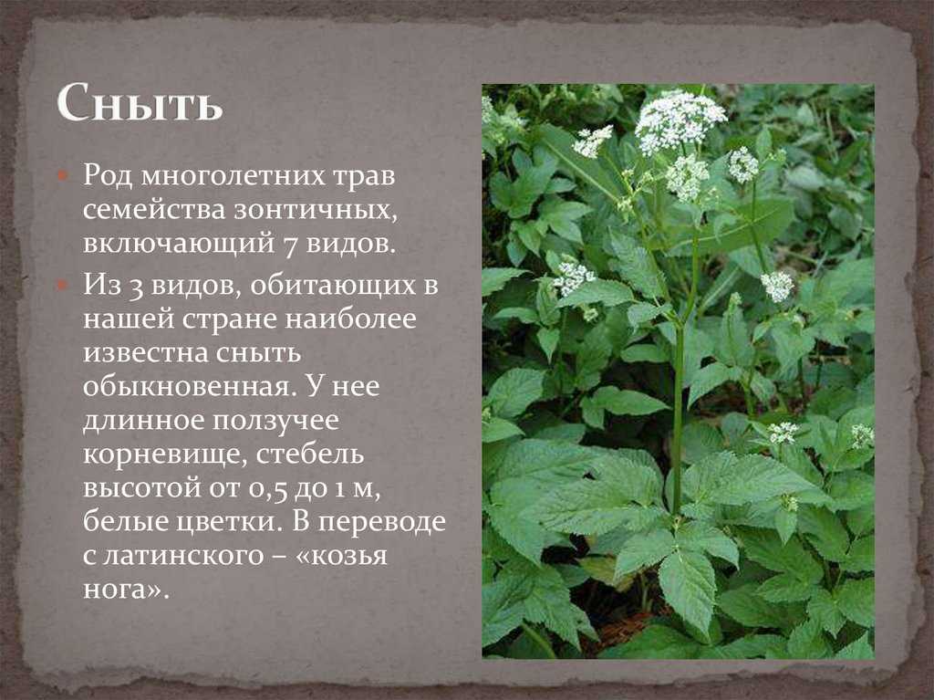 Виды растений ? разнообразие, классификация с примерами
