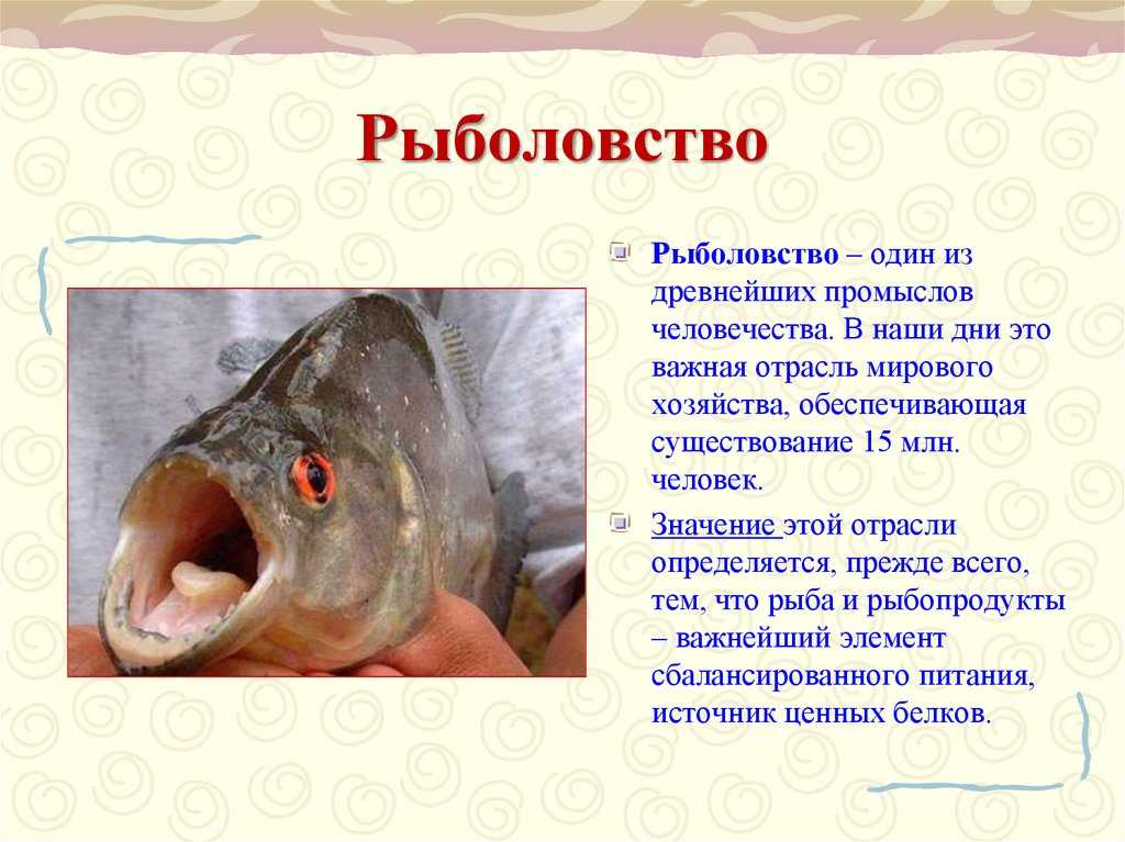 Рыболовство является одной из самых важных отраслей промышленности нашей страны Россия, расположившаяся на огромной территории и омываемая четырьмя