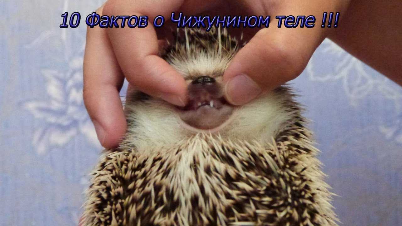 Как отличить ежика мальчика от девочки?