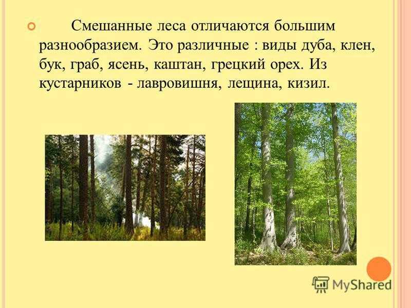Бор и лес: в чем их отличия?