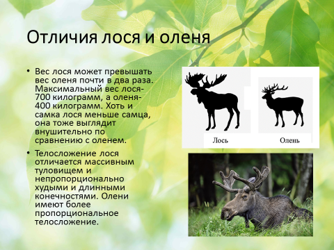 Рогатые, безрогие, клыкастые... какими бывают олени? | животные | школажизни.ру