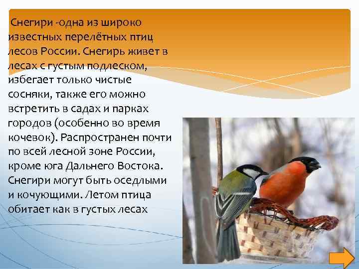 Зимующие и кочующие виды птиц: список, названия, фото и краткое описание