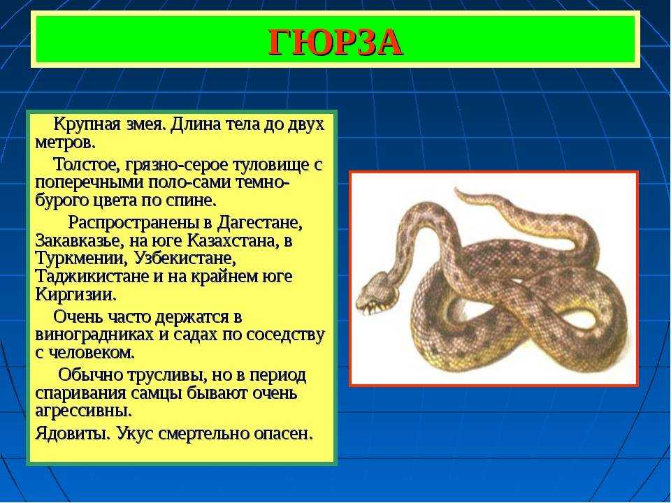 Царства живой природы и их представители: богатое разнообразие и взаимосвязь