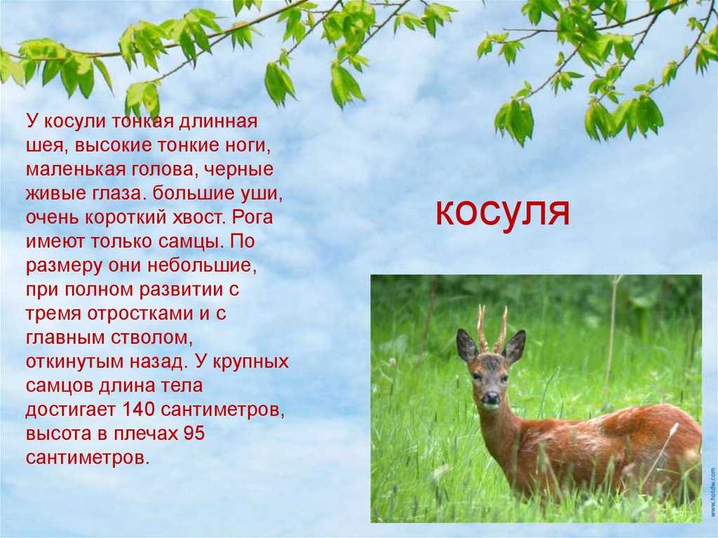 След барсука, лося, кабана и других лесных зверей на земле и снегу, отличие