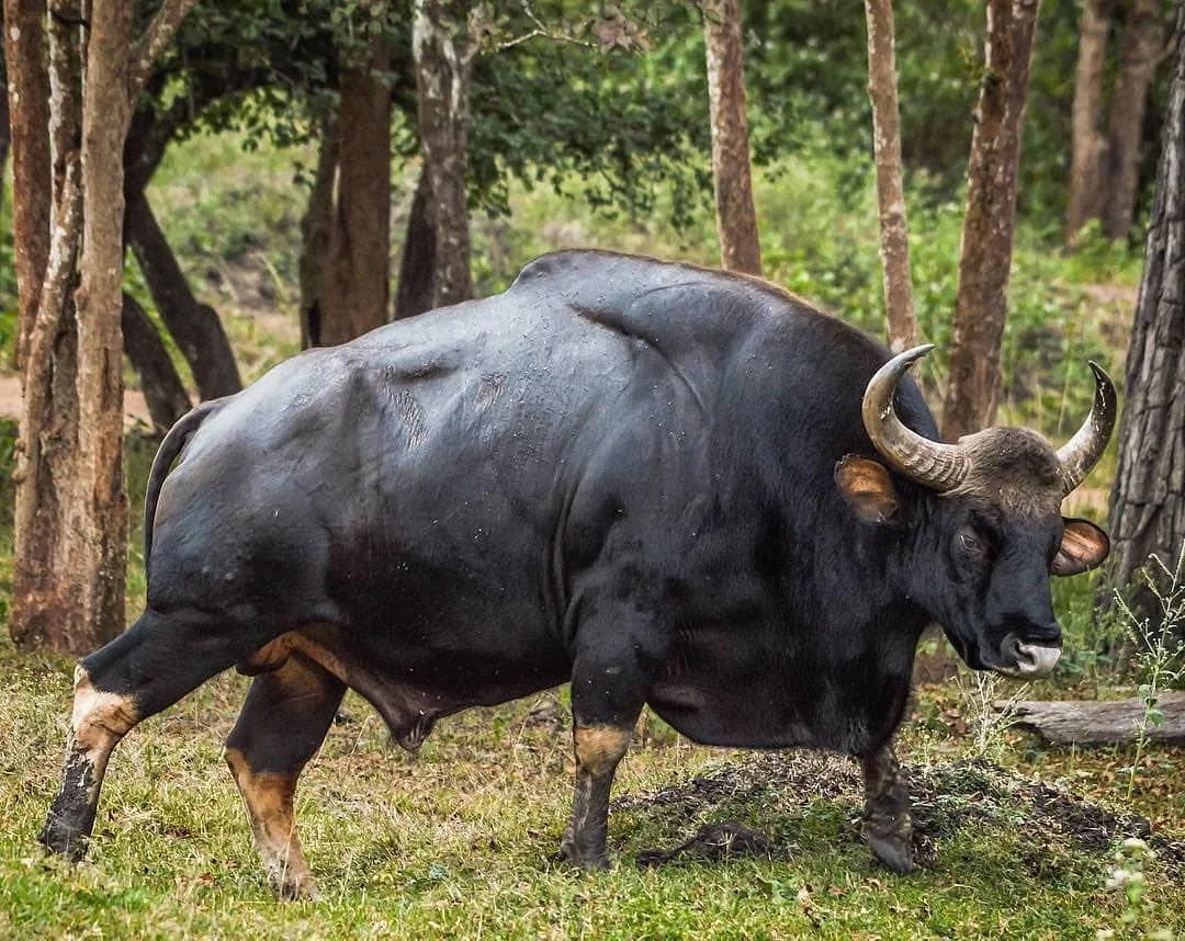 Определение и разница между быком и быком