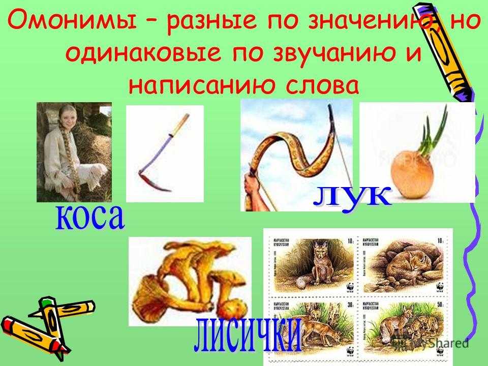 Отличия между буйволом и быком: что нужно знать?