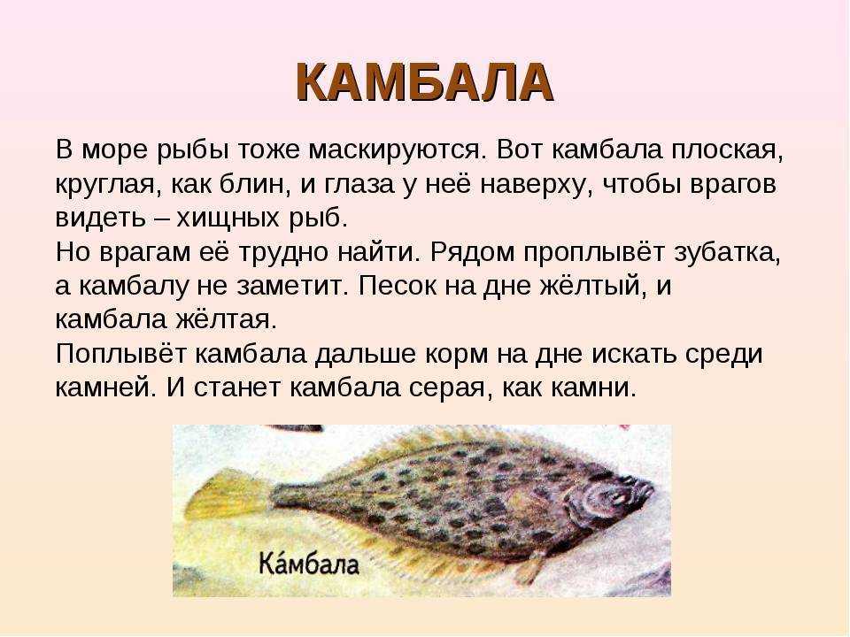 Самые удивительные рыбы мира