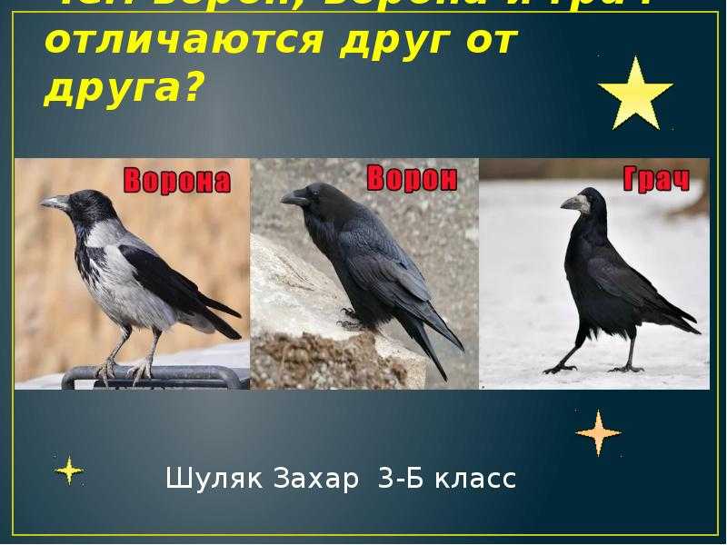 В чем отличие воронов от ворон?