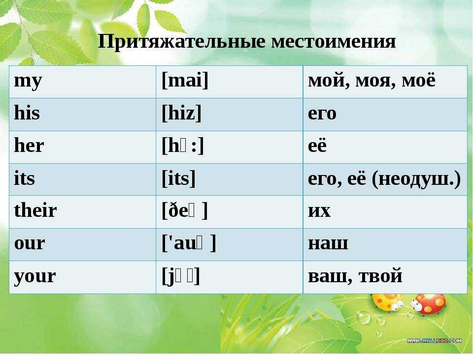 Притяжательные прилагательные и местоимения: правила употребления