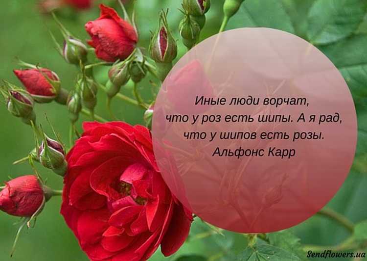 Фиалки - цветы одиночества? приметы и суеверия о цветах в квартире, правда ли, что комнатные сенполии нельзя подарить, что они означают по народным приметам для женщин и к чему они цветут?