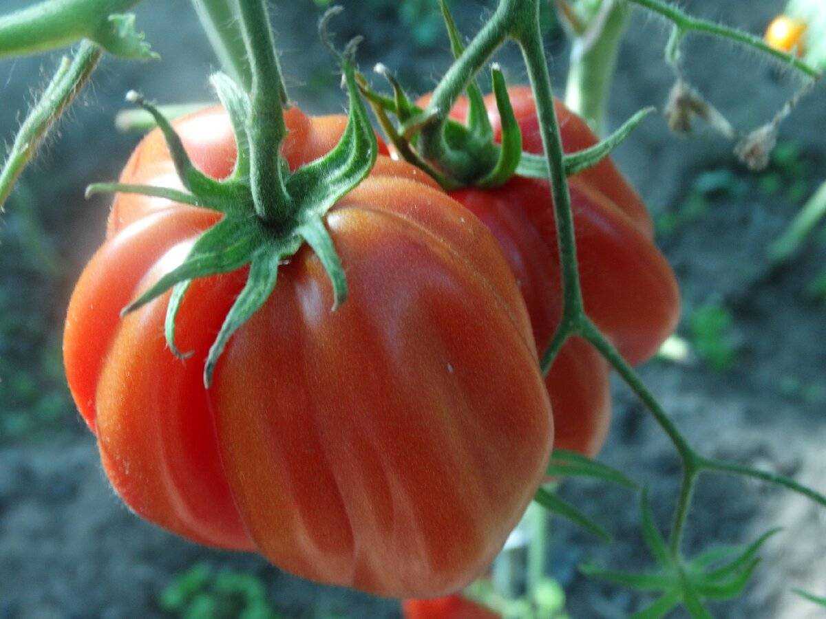 Лучшие сорта томатов на 2023 год: самые вкусные и урожайные
