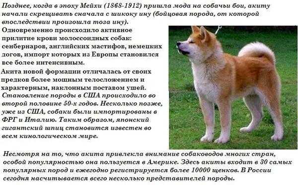 Собака – это настоящий друг и верный покровитель Несмотря на то, что хаски и Хатико – это домашние друзья, они имеют свои характерные особенности У этих