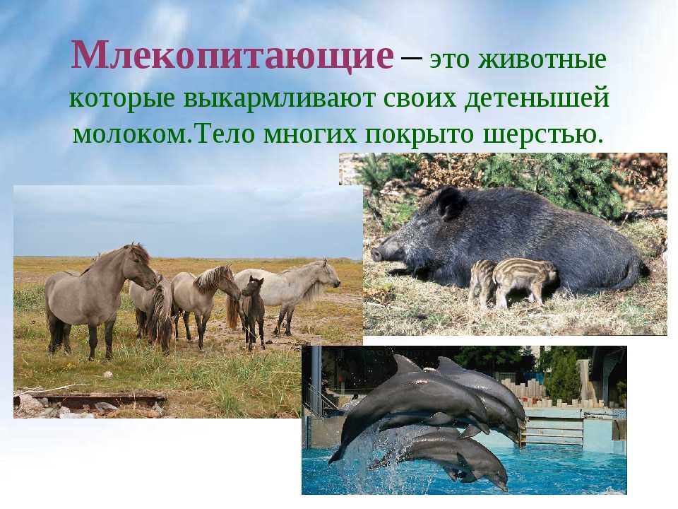 Чем отличается хорек от ласки. ласка