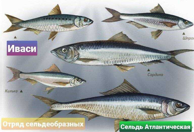 Что полезнее сайра или сардина, сходства, различия, состав и свойства