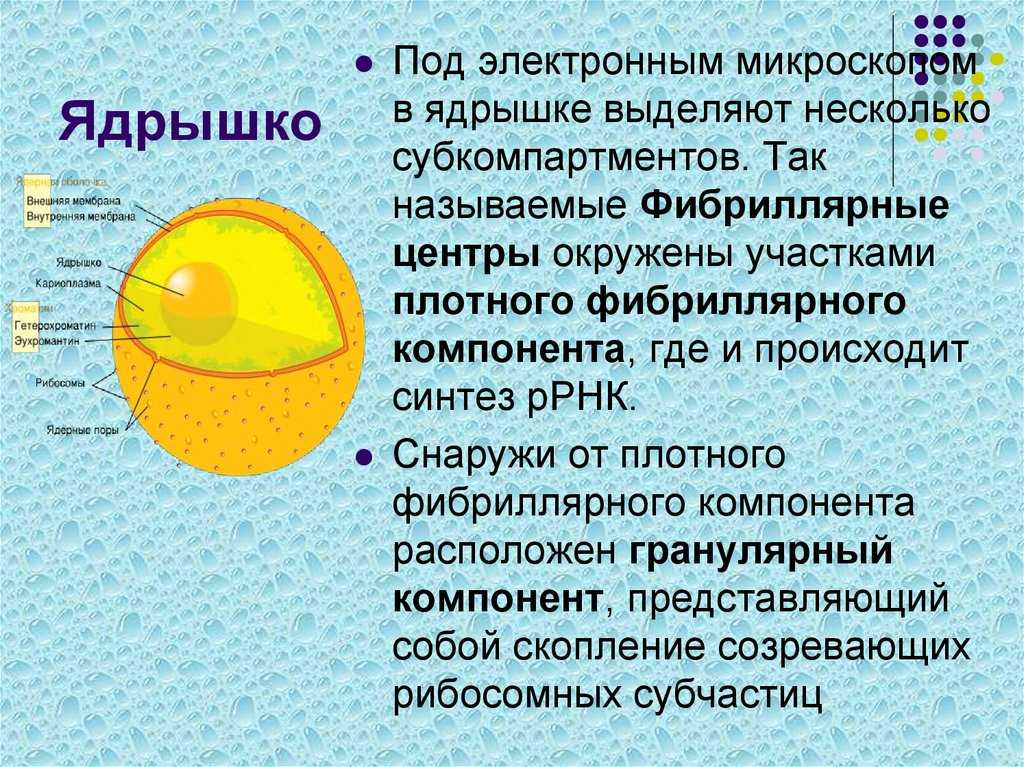 Что такое ядрышко как вы считаете можно ли ядрышко