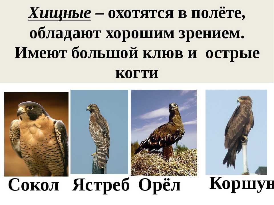 ᐉ чем питается ястреб в природе? - zoomanji.ru