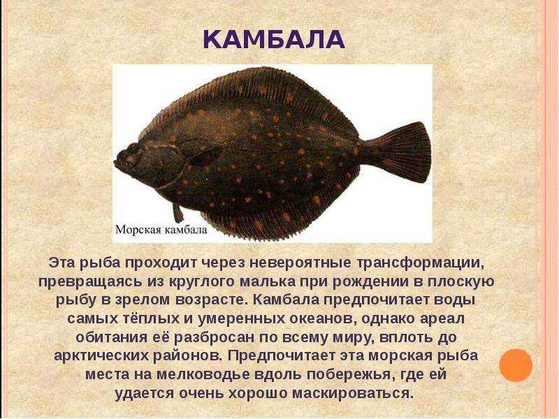 Камбала против палтуса: какая рыба лучшая?