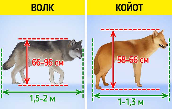 Верность волков в природе
