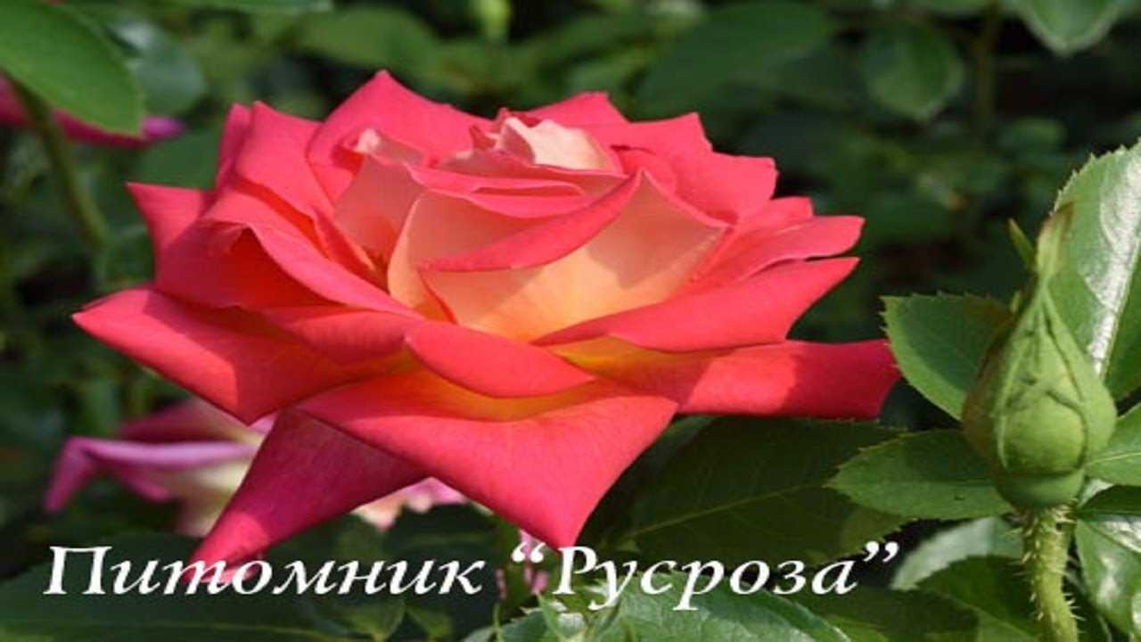 Русроза питомник — официальный сайт: каталог на 2023 год
