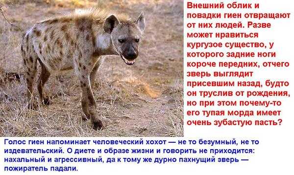 Животный мир африки - интернет энциклопедия для студентов