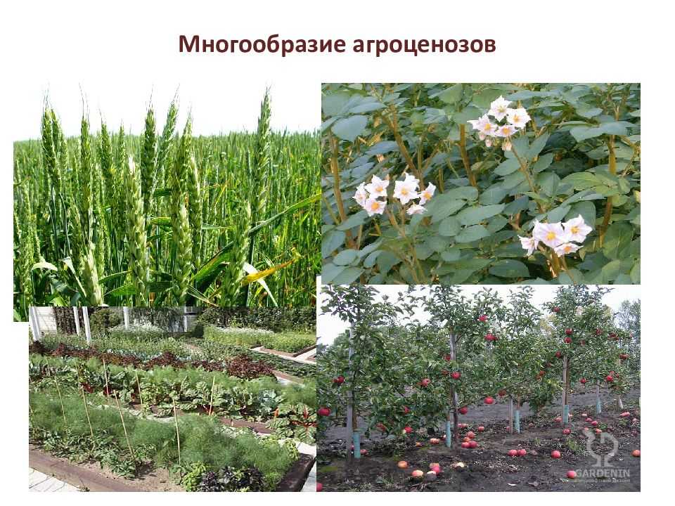 Агроценоз
