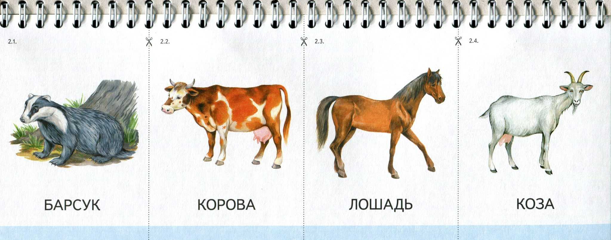 Отряд xi парнокопытные (artiodactyla). жизнь животных том i млекопитающие