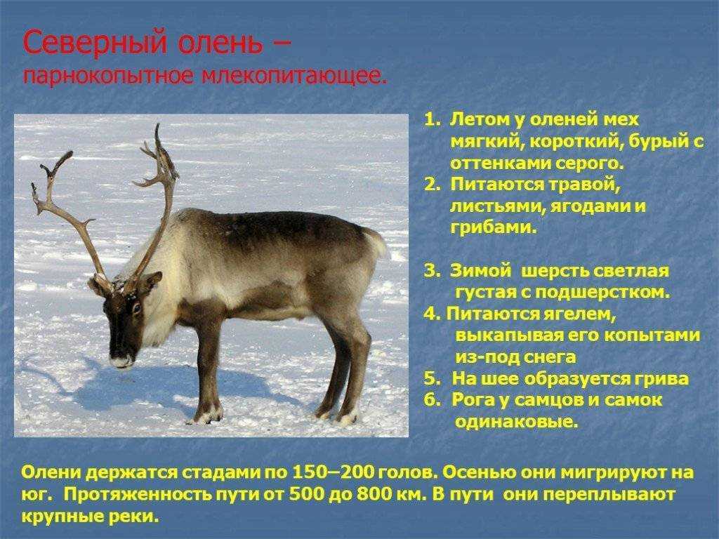 Все о благородном олене