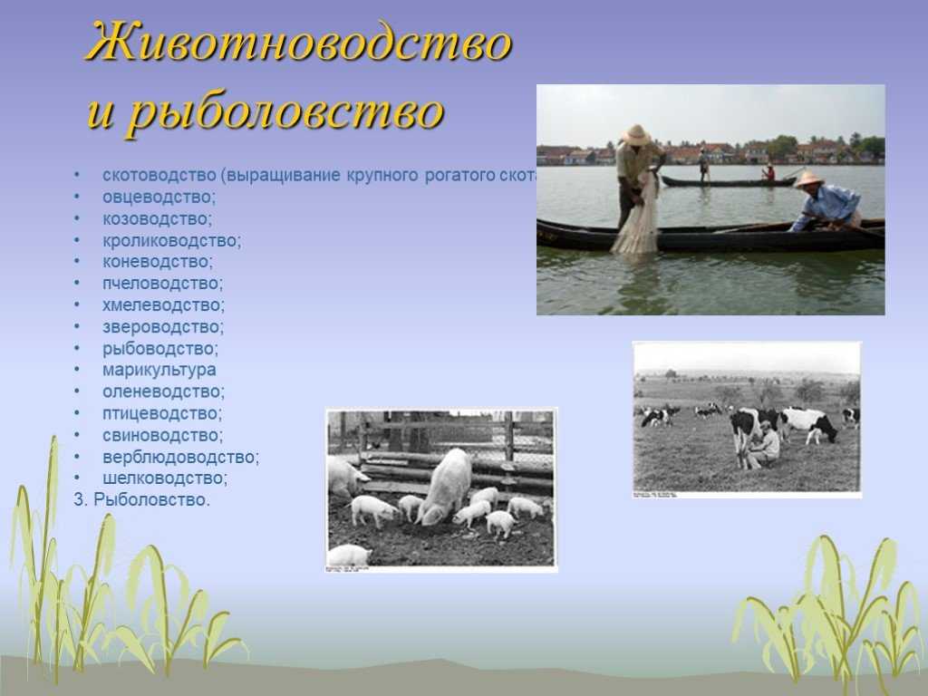 Тресковые рыбы – список с видами и фото