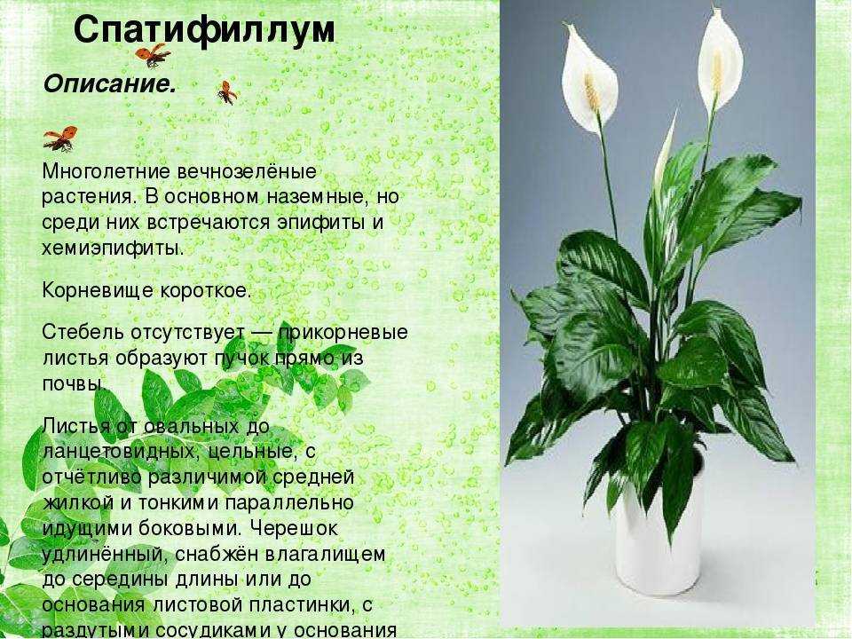 15 лучших цветов в горшках для подарка на 8 марта – описания и рекомендации по выбору — твой сайт о любви