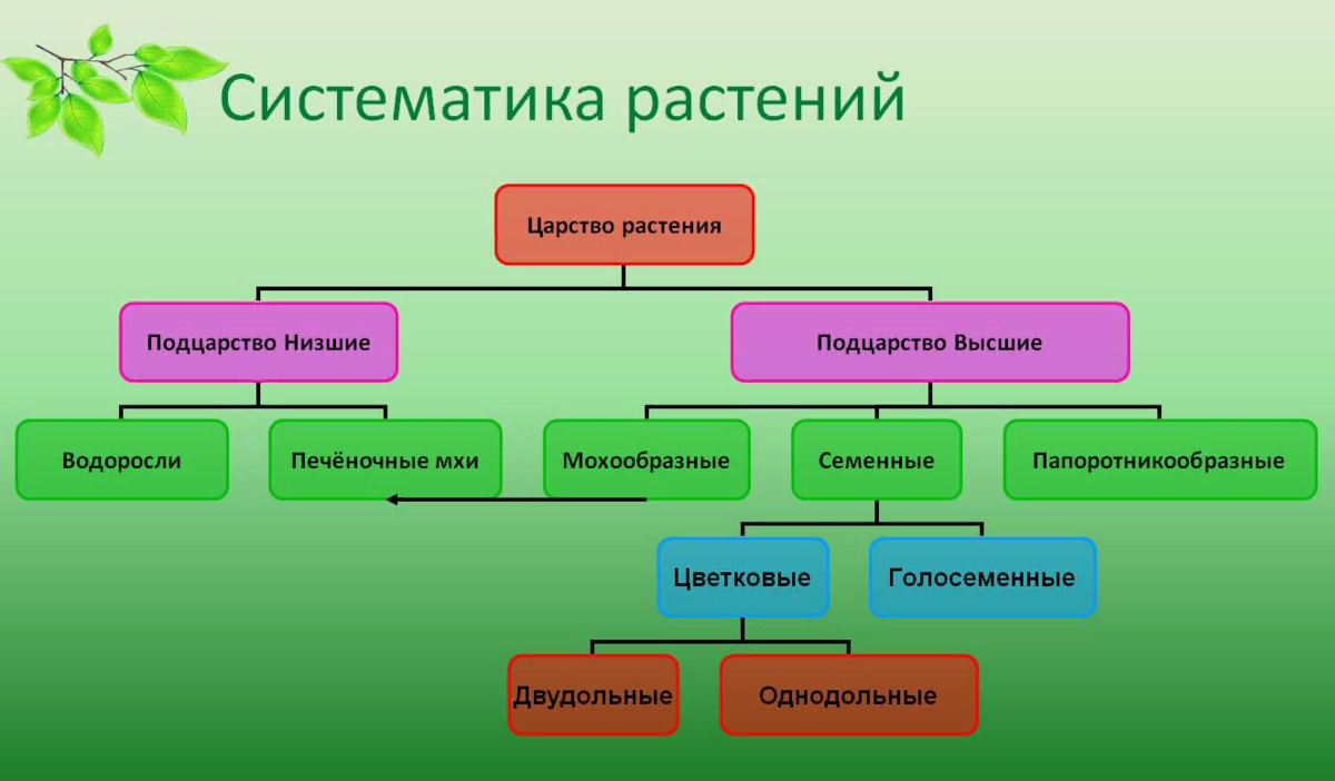 Систематика животных презентация 7 класс по биологии