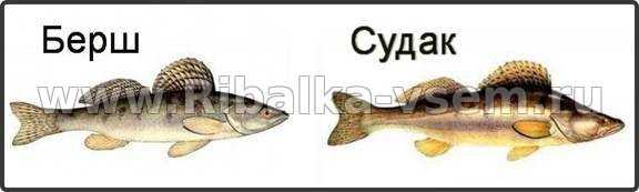 Все о рыбе судак