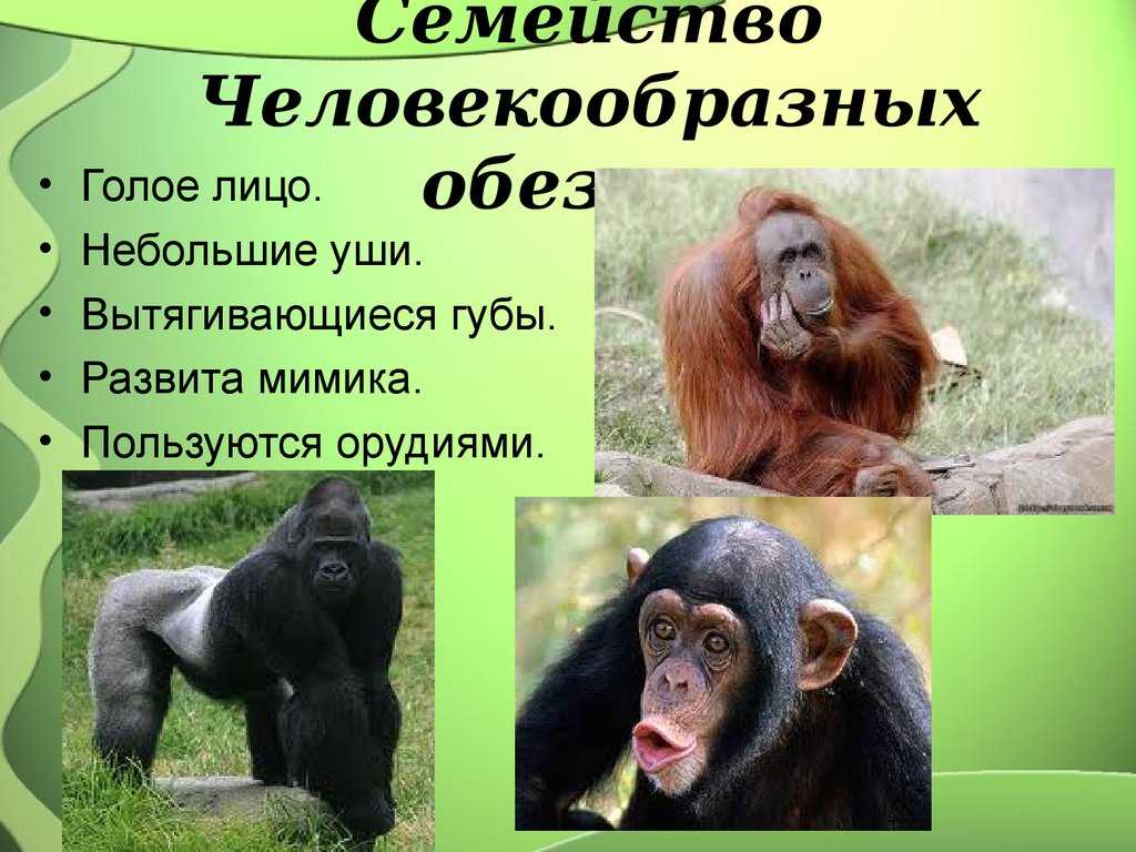 Почему человек включен в царство животных, а в нем в класс млекопитающих и отряд приматов - узнавалка.про