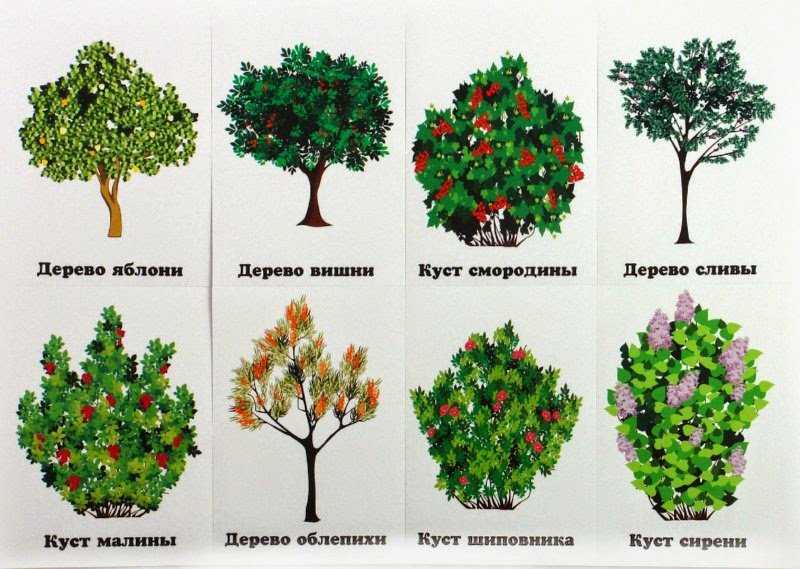 Как подобрать для участка быстрорастущее дерево: описание видов