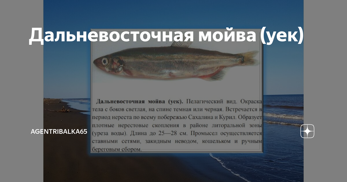 Самая вкусная рыба в мире топ 10