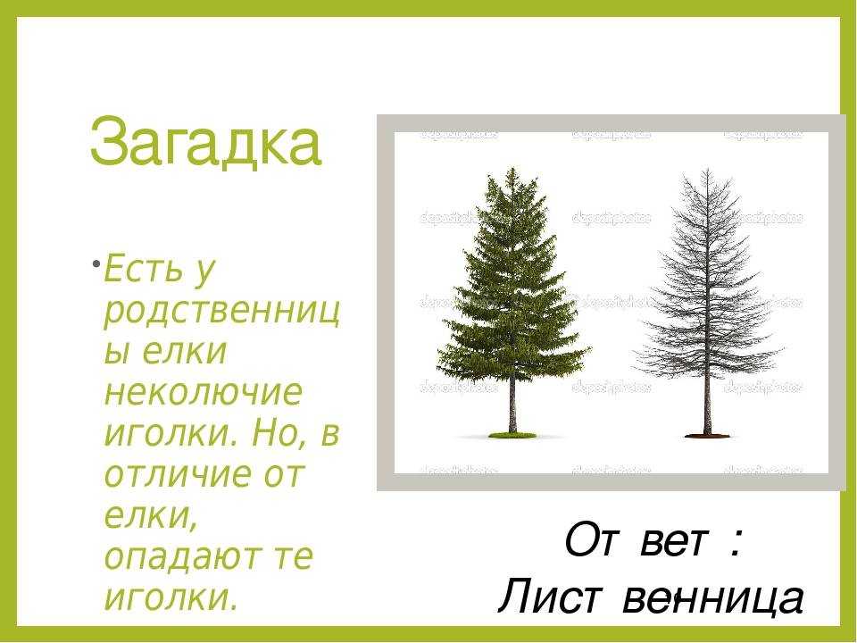ᐉ ель и елка это разные деревья или нет - godacha.ru