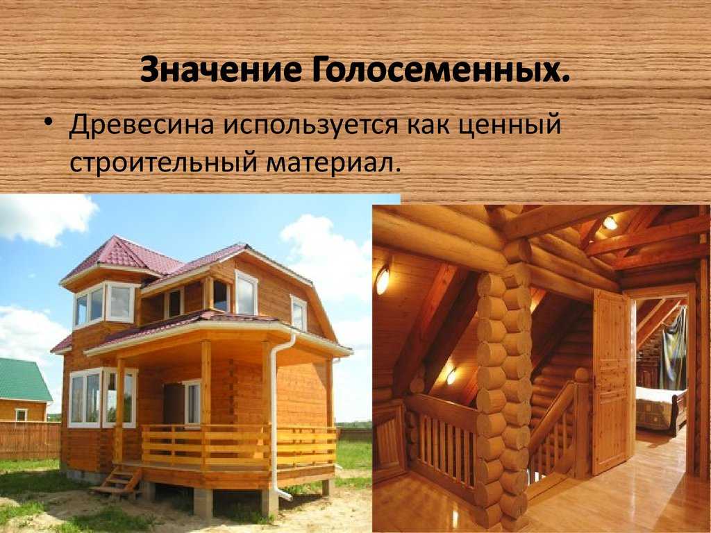 Как выбрать древесину для постройки дома: какая порода лучше