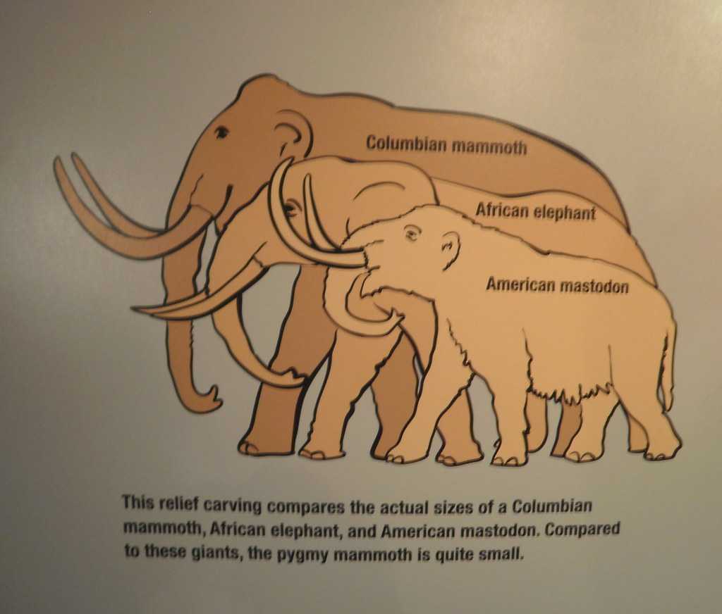 Чем отличается индийский (азиатский) слон от африканского