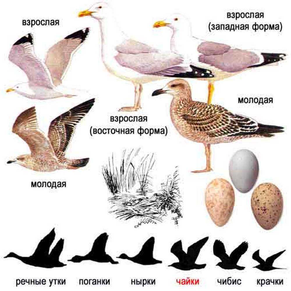 Бакланы сообщение 4 класс