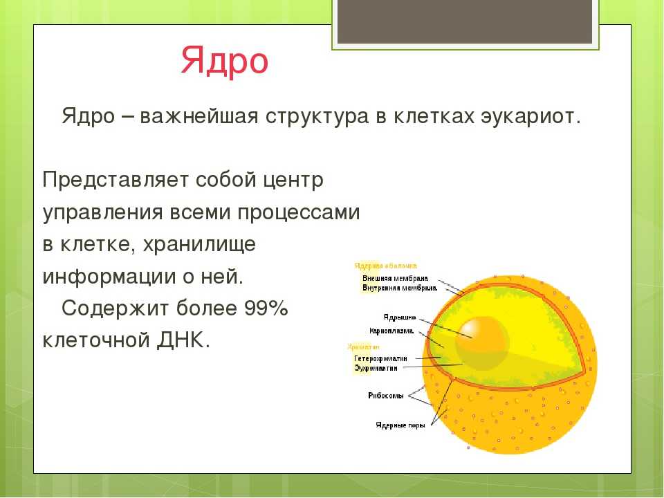 Строение клетки: отличия животной от растительной. симбиогенез