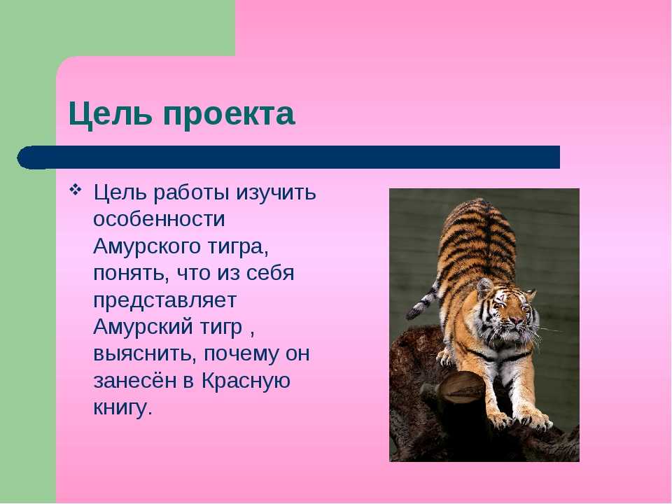 Тигры (лат. раntherа tigris)