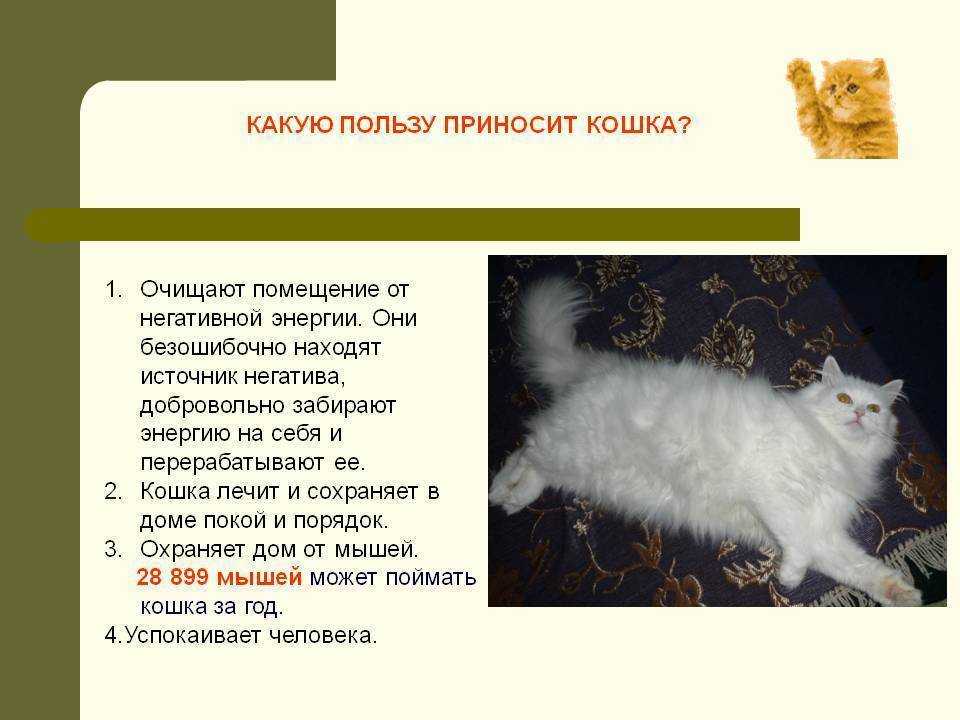 Доклад сообщение на тему кошки (описание для детей)