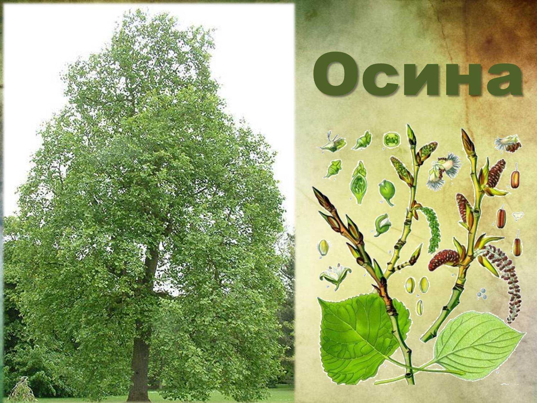 В чем разница между осиной и тополем?