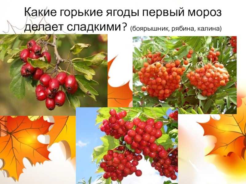 Простые ягоды с секретом | нкк