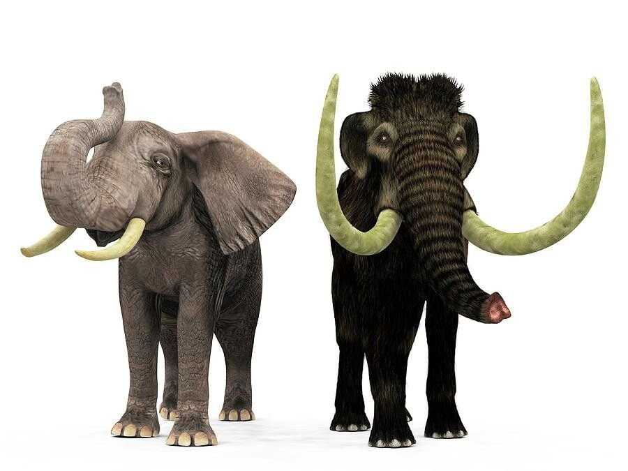 Мамонт и слон - два величественных животных, которые давно уже исчезли с лица Земли, оставив после себя множество загадок и тайн При этом, многие люди