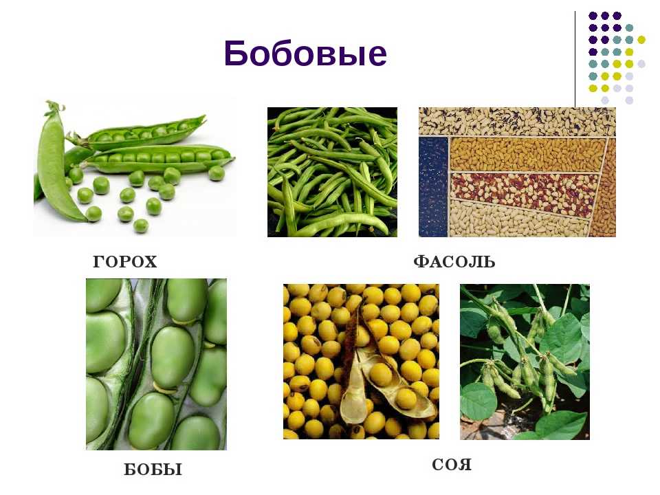 Растительный белок в питании пожилых. бобовые и зерновые культуры - журнал опека