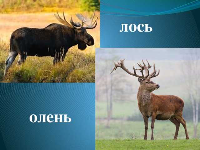Лось животное. описание, особенности, виды, образ жизни и среда обитания лося | живность.ру