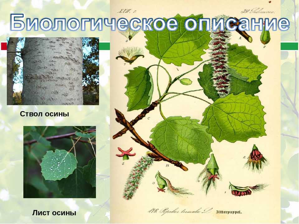 Как отличить осину от тополя: характеристики, использование