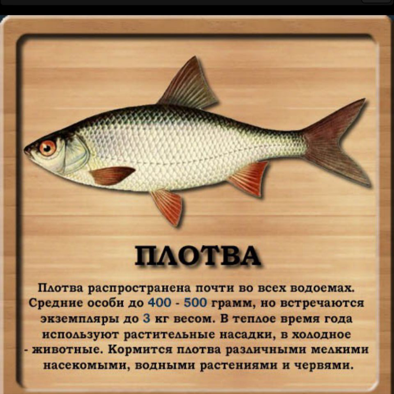 Рыба сорожка (сорога, плотва) - общая информация, когда и чем ловить, советы по ловле
