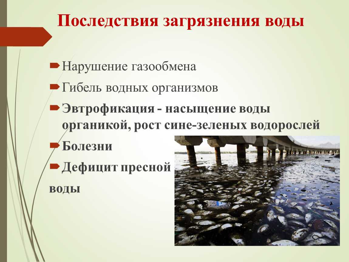 Экологические проблемы современного мира
