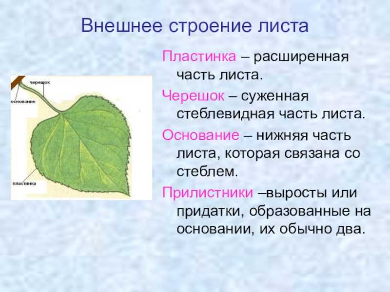 Ватман для школы размер
